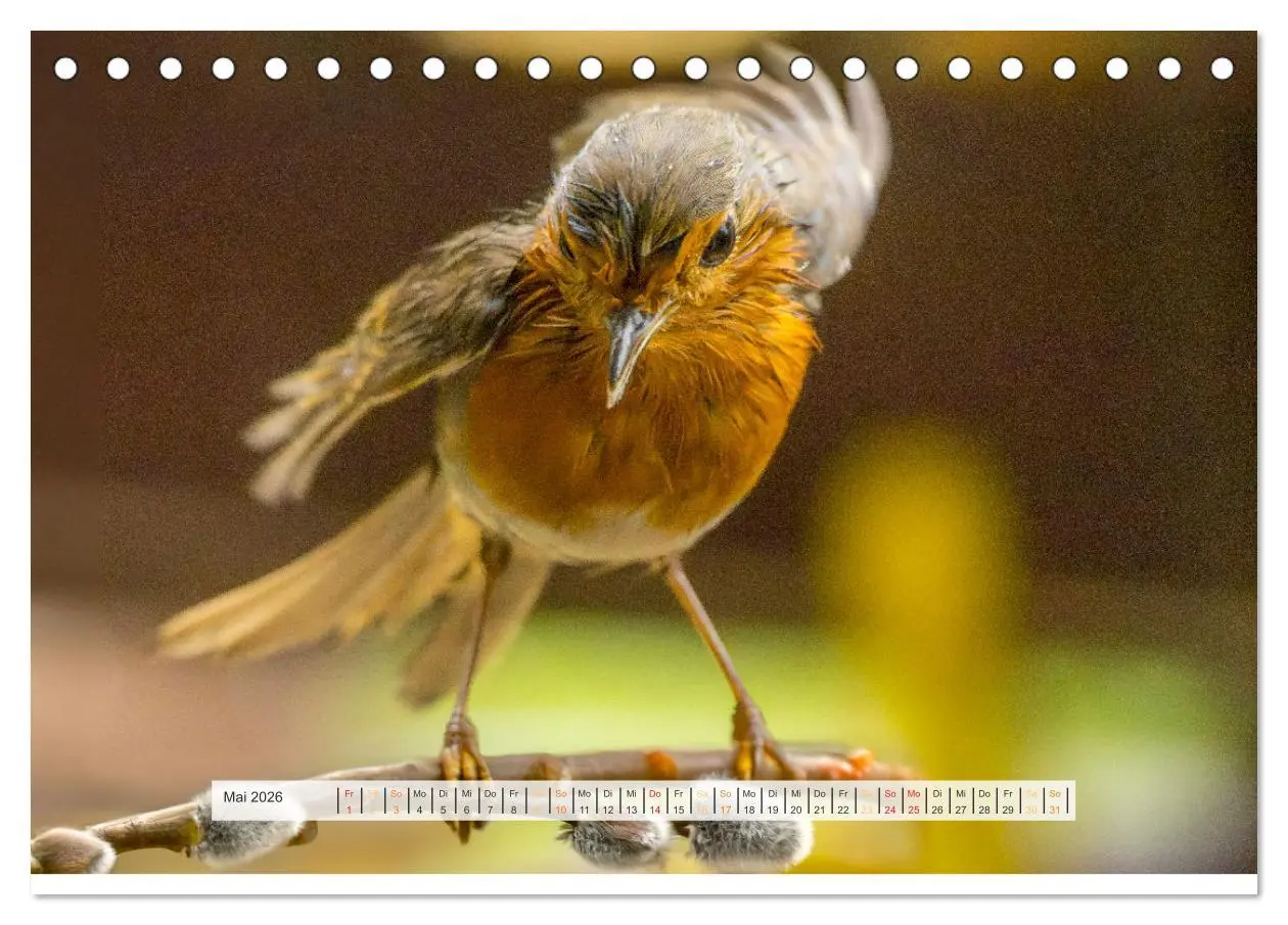 Bild: 9783457269978 | Rotkehlchen, die niedlichen Federkugeln (Tischkalender 2026 DIN A5...