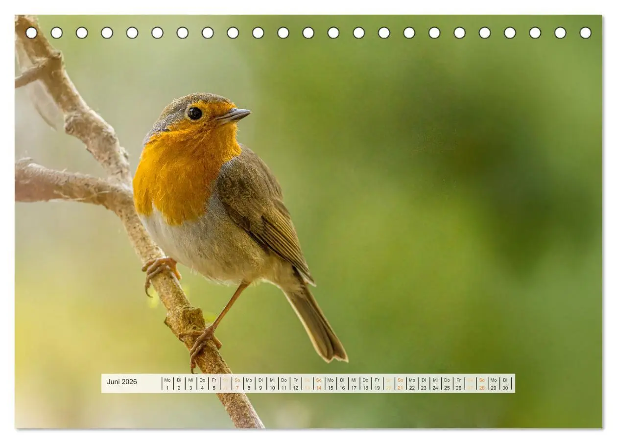 Bild: 9783457269978 | Rotkehlchen, die niedlichen Federkugeln (Tischkalender 2026 DIN A5...