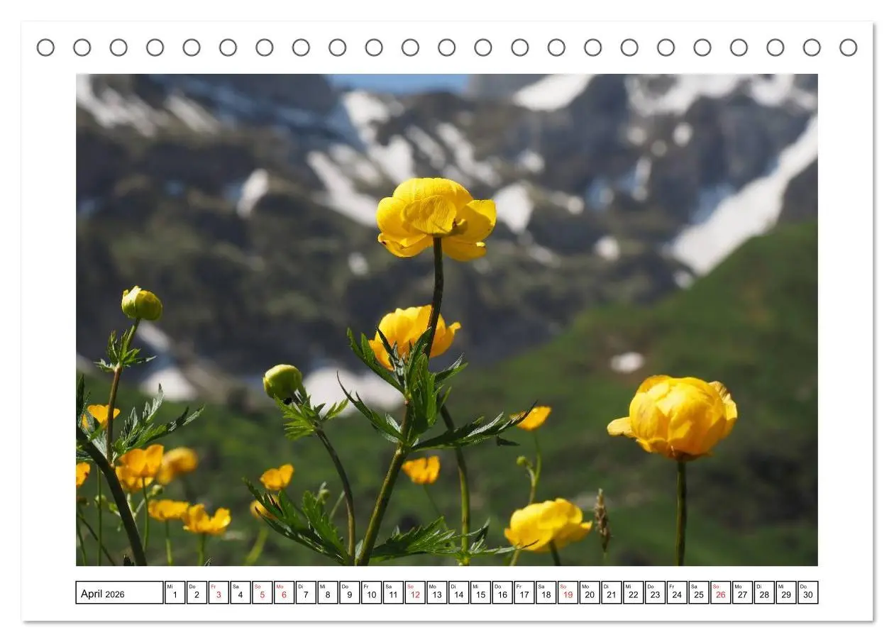 Bild: 9783516049978 | Alpenblumen. Bunte Welt in luftiger Höhe (Tischkalender 2026 DIN A5...