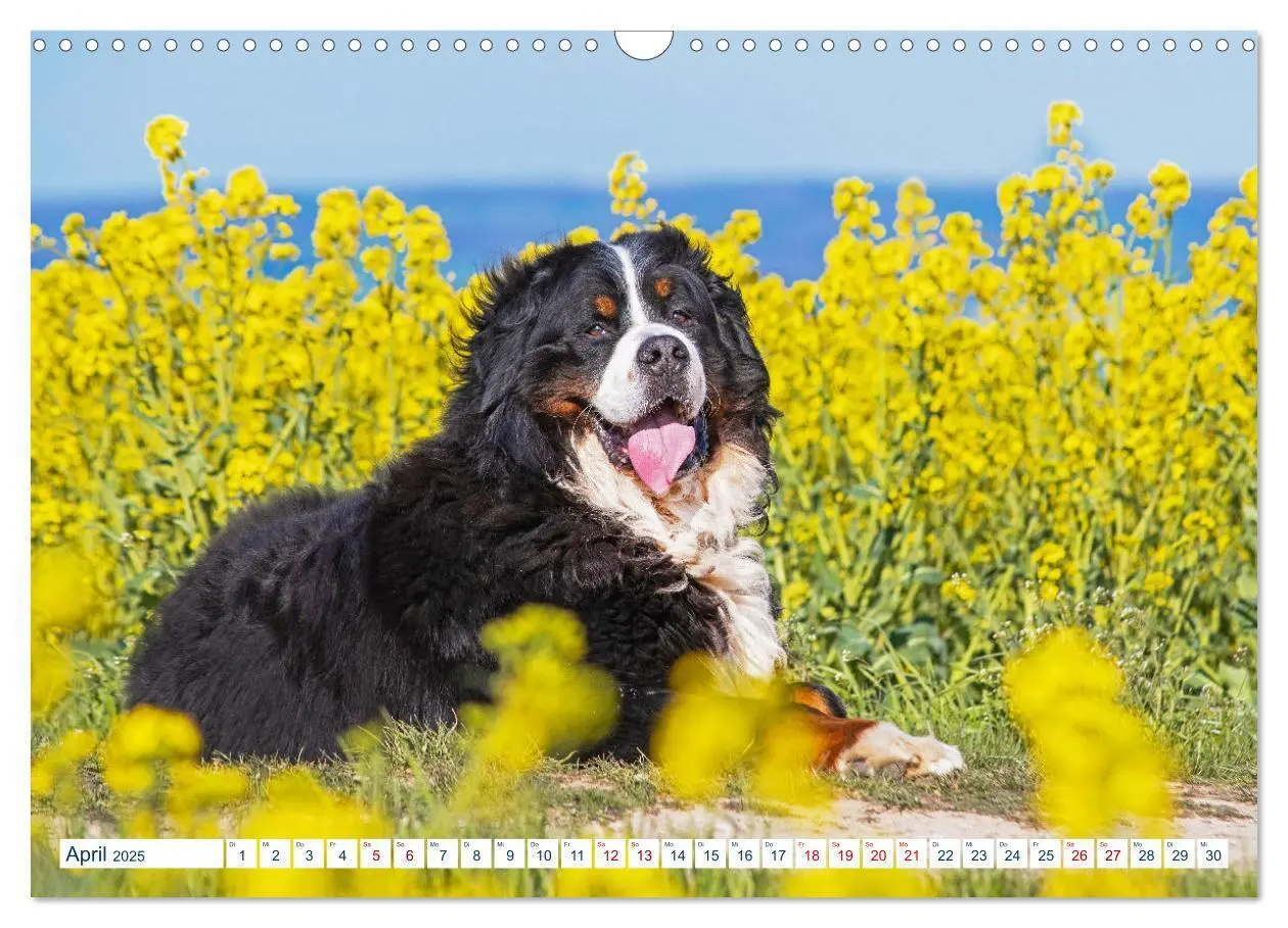 Bild: 9783435050079 | Berner Sennenhund - Ein Traum auf vier Pfoten (Wandkalender 2025...