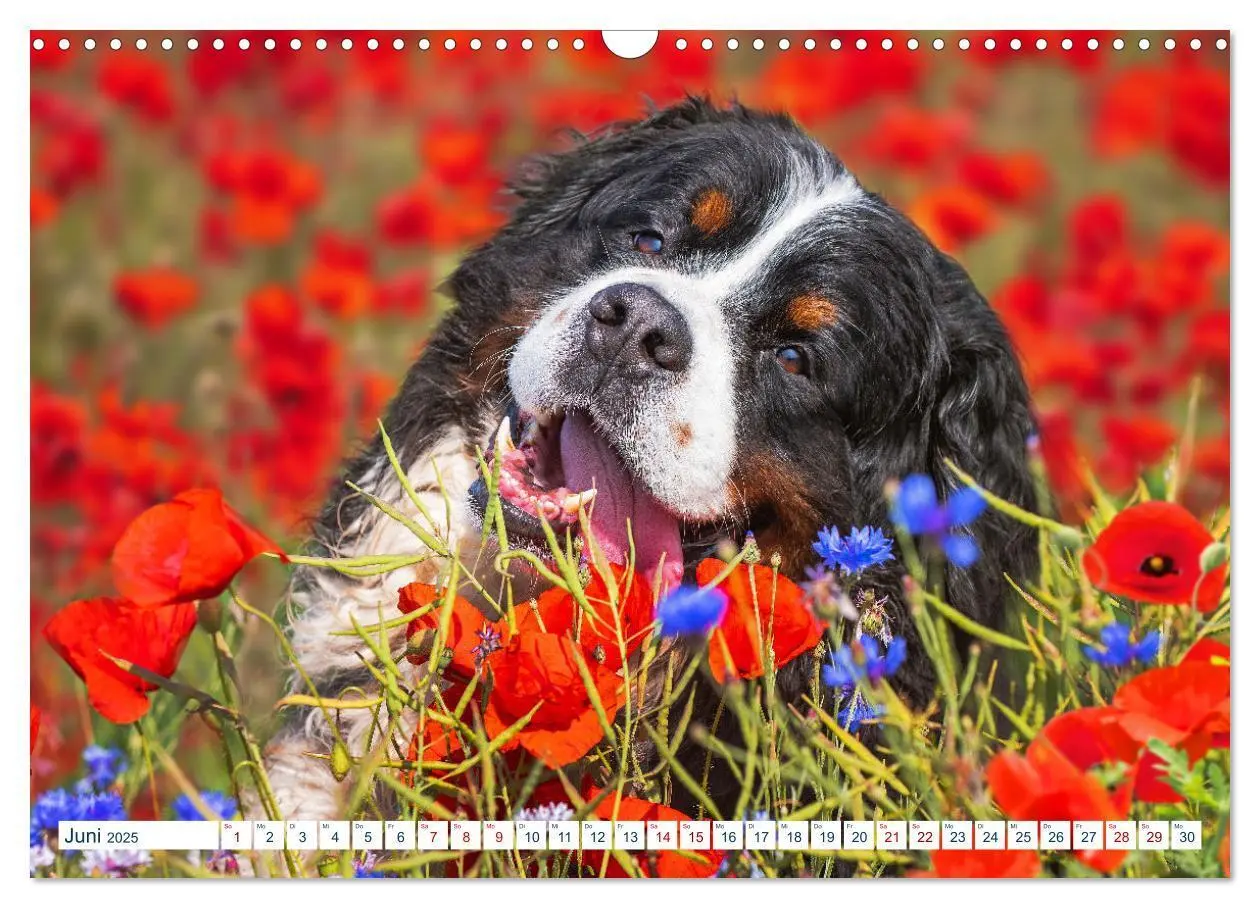 Bild: 9783435050079 | Berner Sennenhund - Ein Traum auf vier Pfoten (Wandkalender 2025...