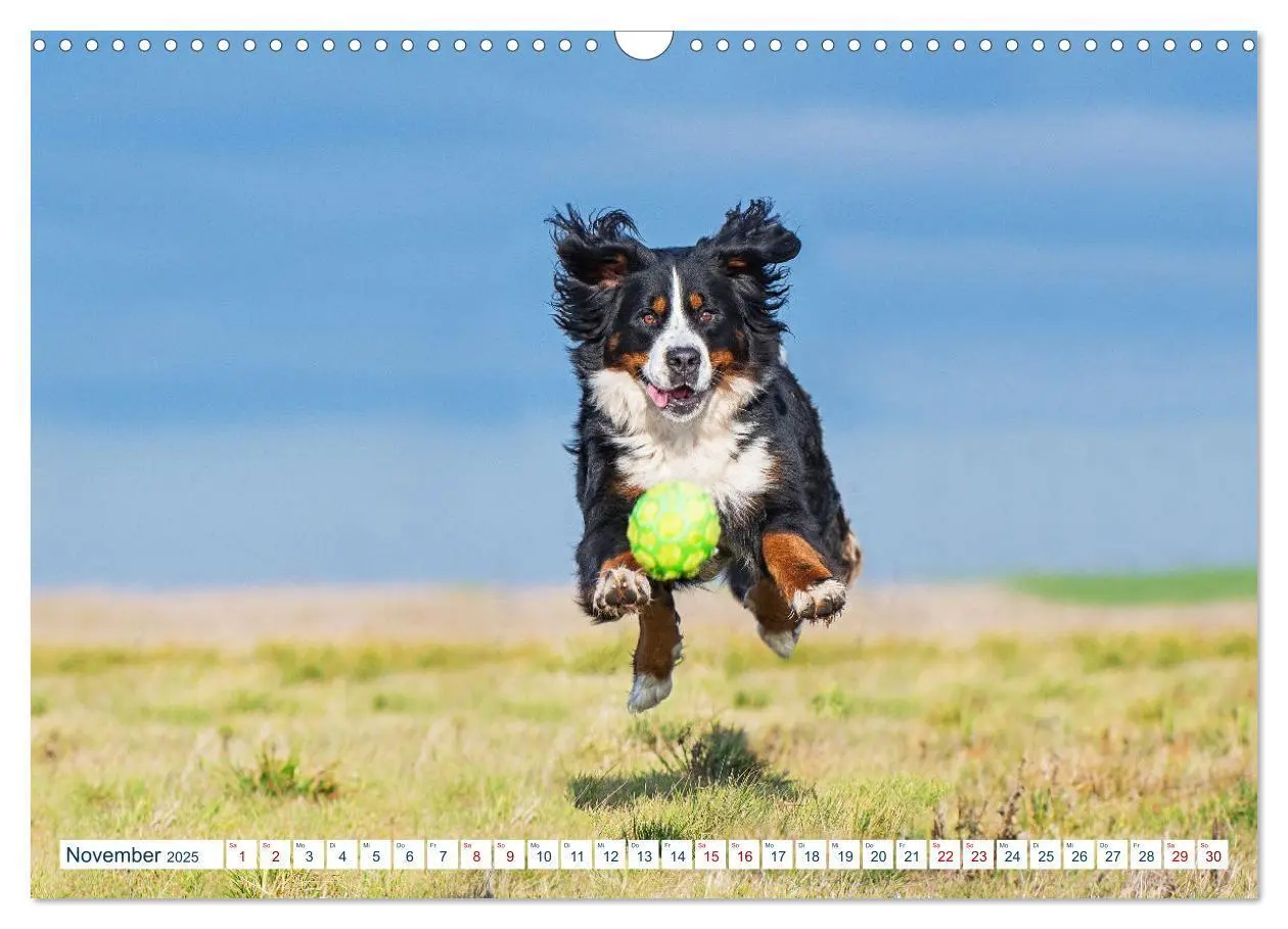 Bild: 9783435050079 | Berner Sennenhund - Ein Traum auf vier Pfoten (Wandkalender 2025...