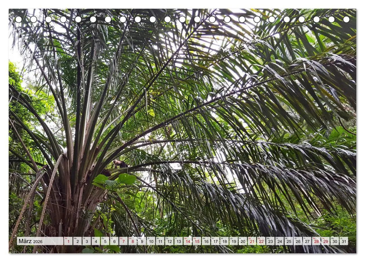 Bild: 9783457820179 | Costa Rica - Lebensfreude pur (Tischkalender 2026 DIN A5 quer),...