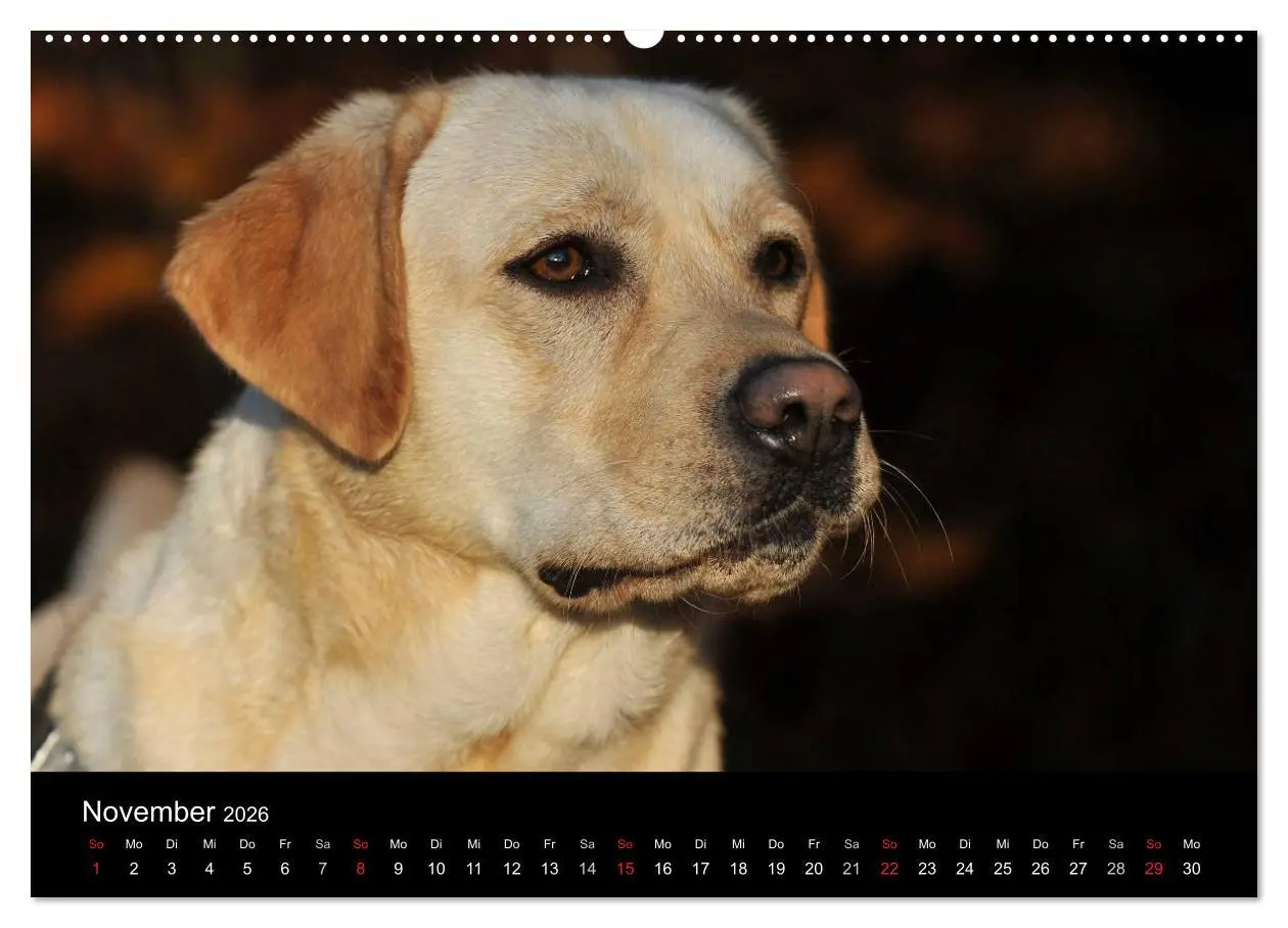 Bild: 9783516150179 | Labrador Retriever 2026 (hochwertiger Premium Wandkalender 2026 DIN...