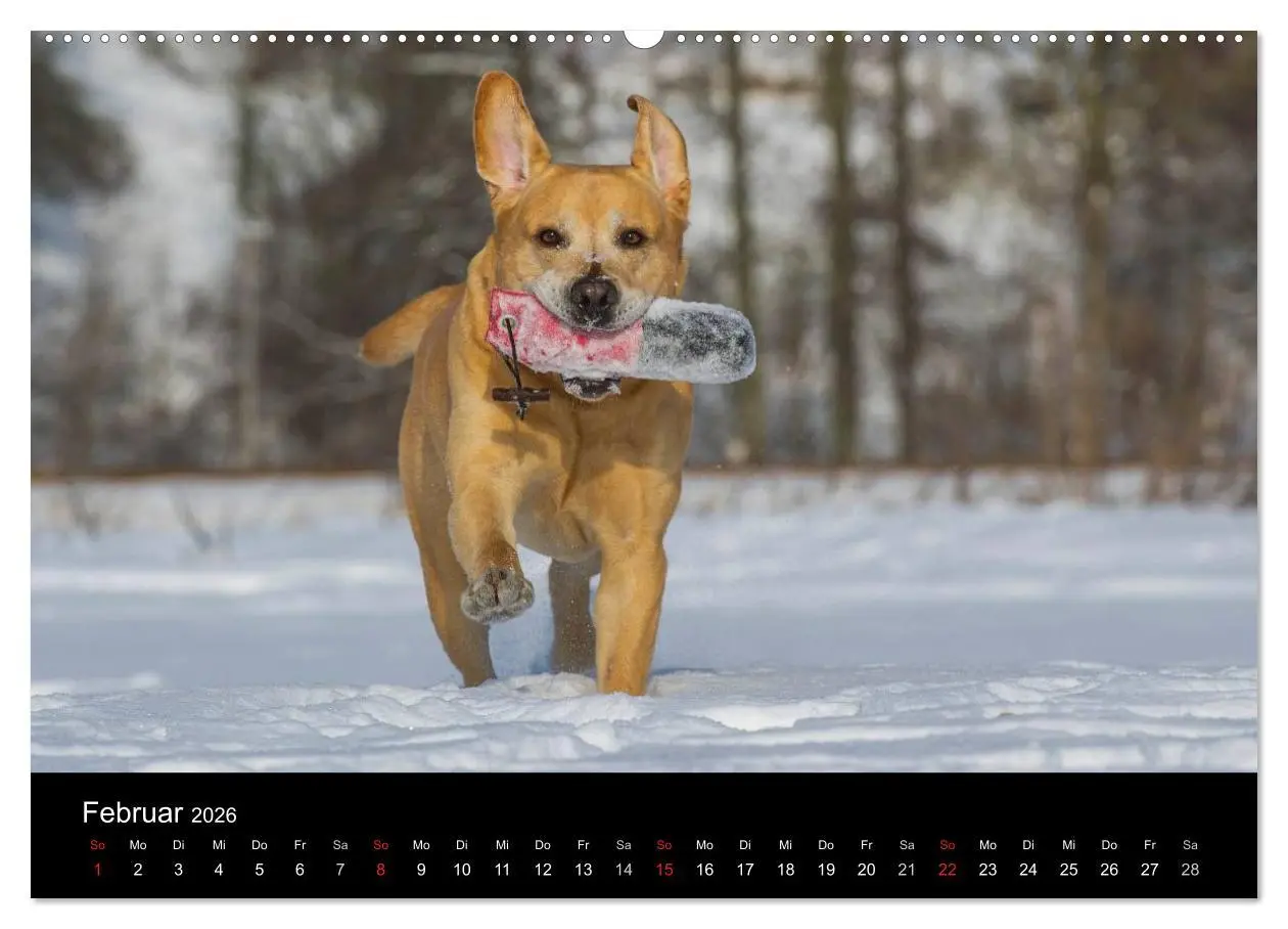 Bild: 9783516150179 | Labrador Retriever 2026 (hochwertiger Premium Wandkalender 2026 DIN...