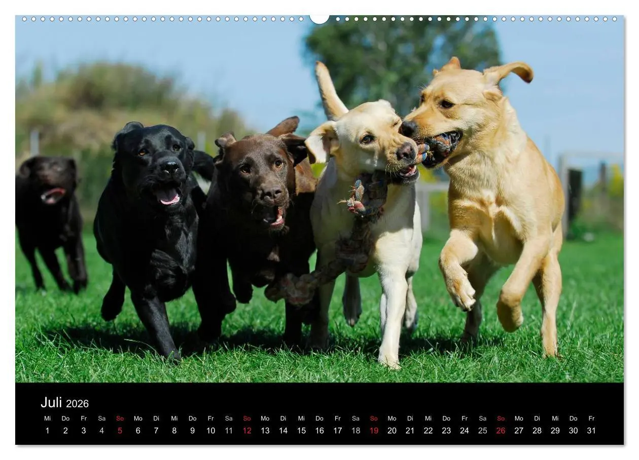 Bild: 9783516150179 | Labrador Retriever 2026 (hochwertiger Premium Wandkalender 2026 DIN...