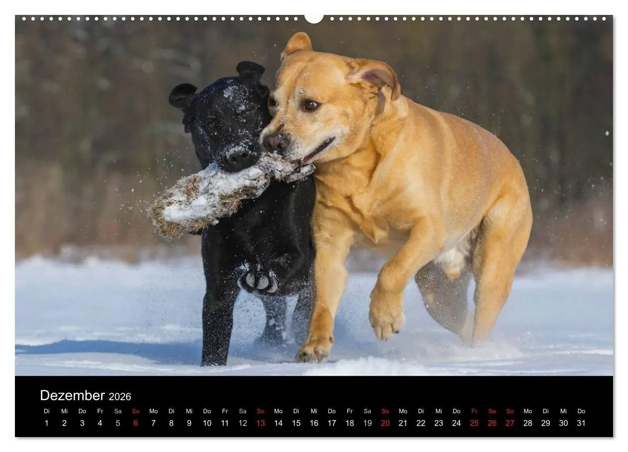 Bild: 9783516150179 | Labrador Retriever 2026 (hochwertiger Premium Wandkalender 2026 DIN...