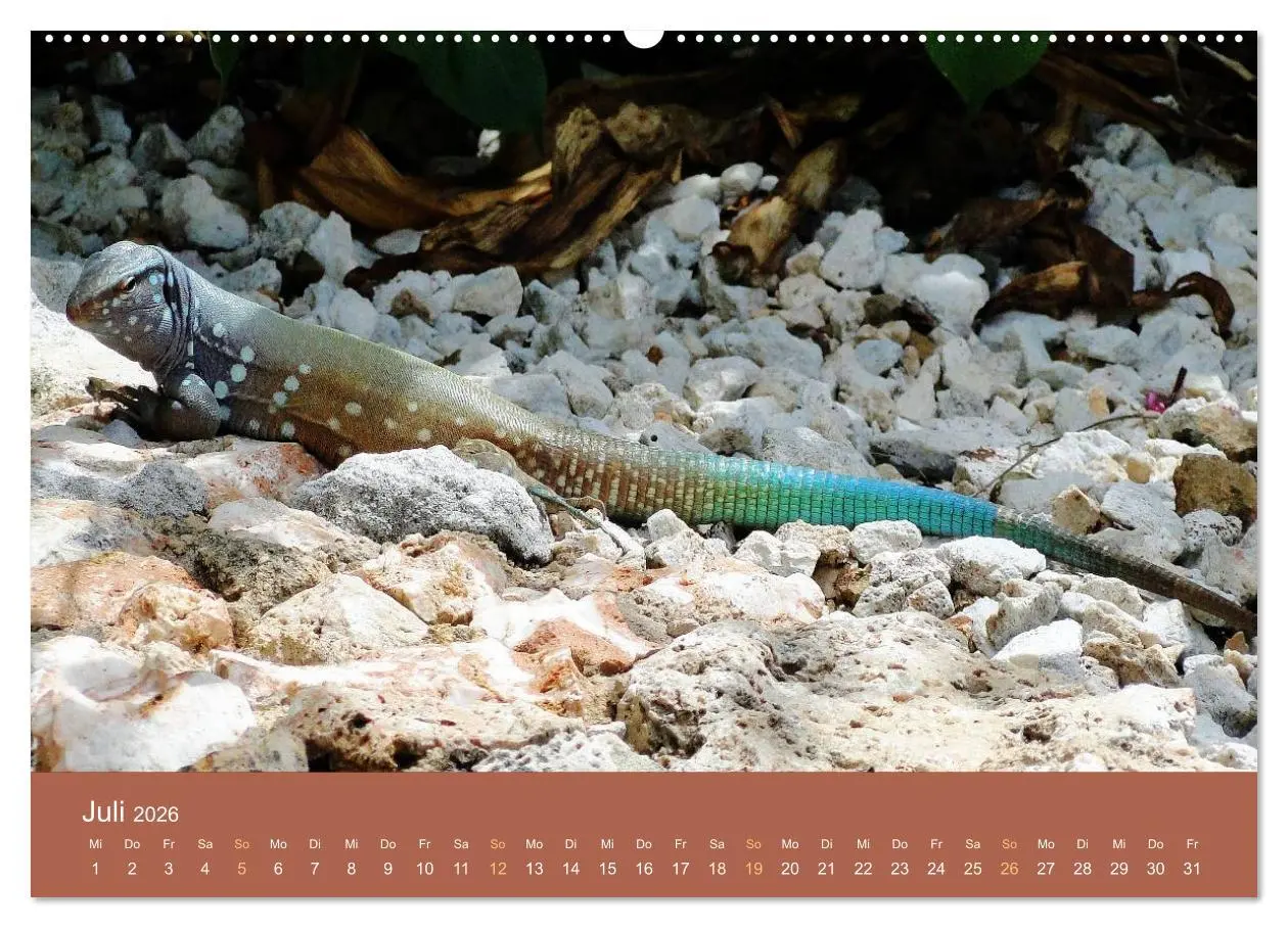 Bild: 9783516210279 | ABC: Aruba - Bonaire - Curaçao (Wandkalender 2026 DIN A2 quer),...