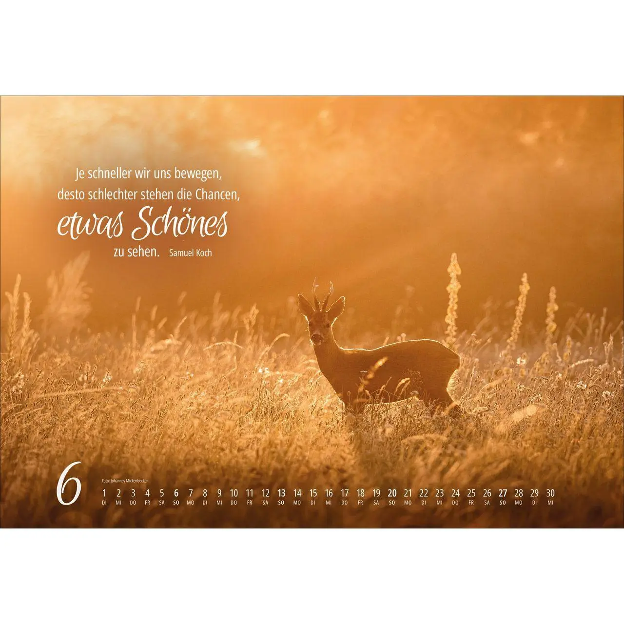Bild: 9783754810279 | Real Wildlife 2027 | Kalender | 14 S. | Deutsch | 2027