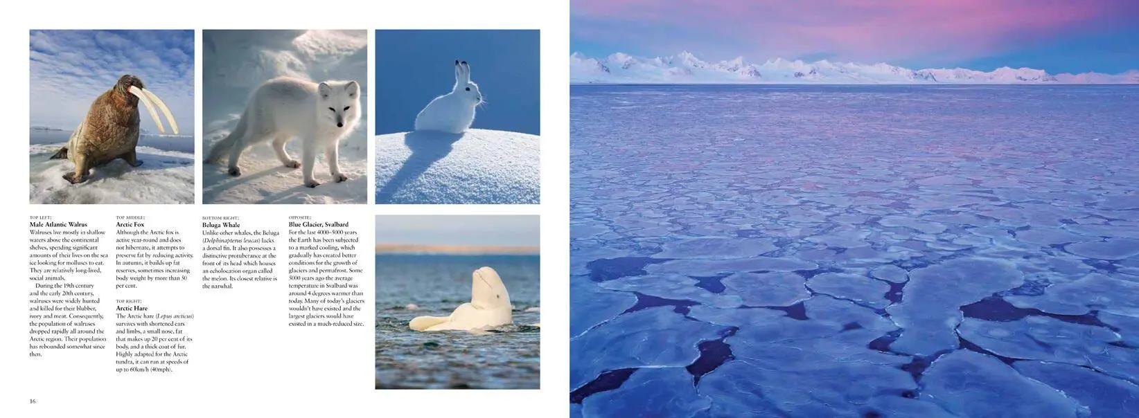 Bild: 9781838860479 | Arctic | Life Inside the Arctic Circle | Claudia Martin | Buch | 2021