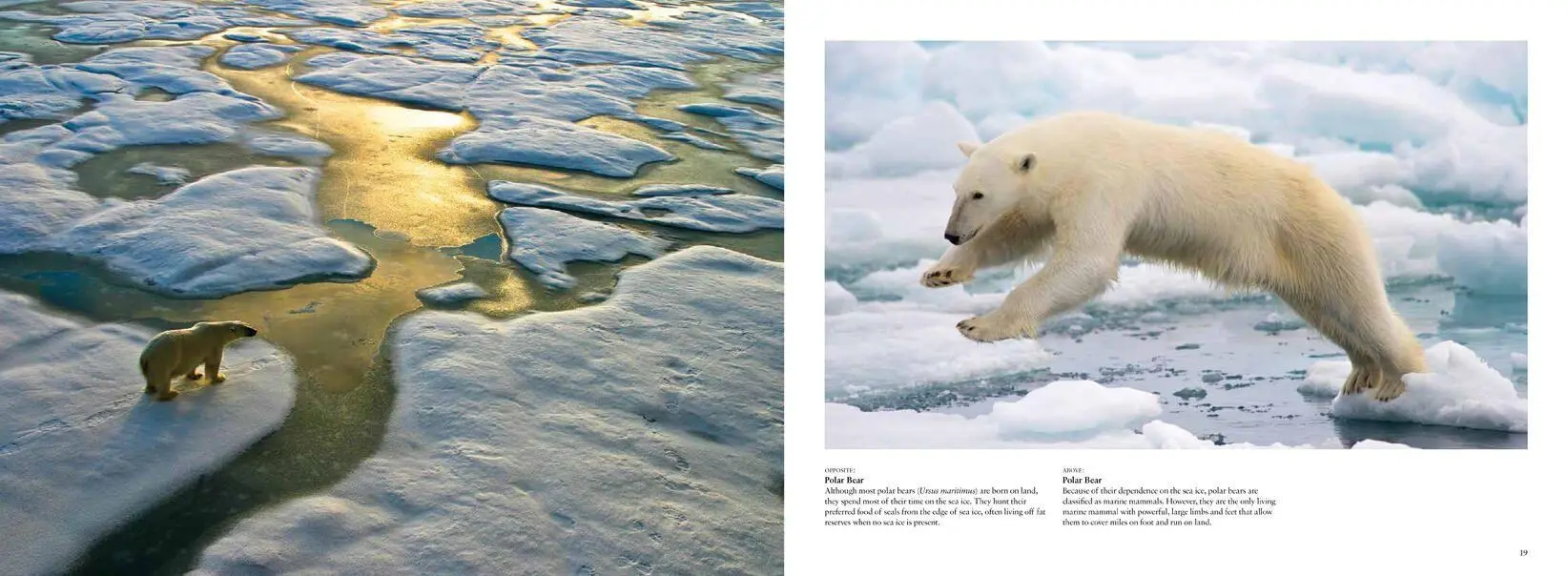 Bild: 9781838860479 | Arctic | Life Inside the Arctic Circle | Claudia Martin | Buch | 2021