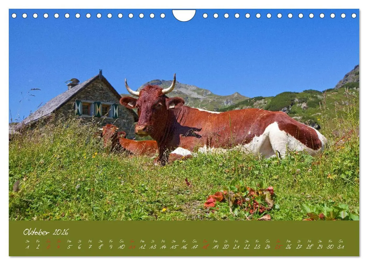 Bild: 9783457270479 | Friedliche Kühe (Wandkalender 2026 DIN A4 quer), CALVENDO...
