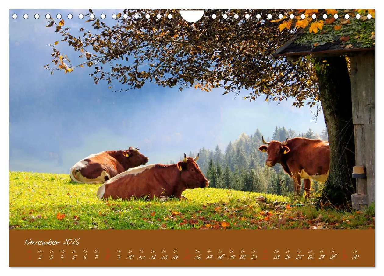 Bild: 9783457270479 | Friedliche Kühe (Wandkalender 2026 DIN A4 quer), CALVENDO...
