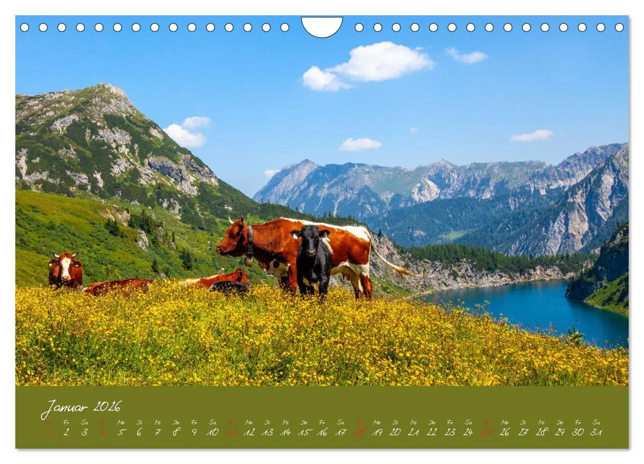 Bild: 9783457270479 | Friedliche Kühe (Wandkalender 2026 DIN A4 quer), CALVENDO...