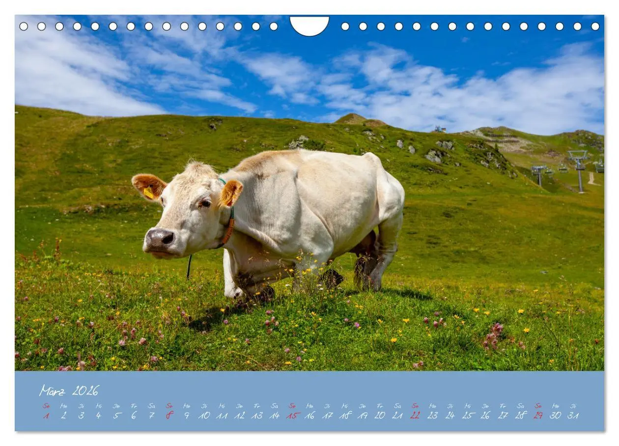 Bild: 9783457270479 | Friedliche Kühe (Wandkalender 2026 DIN A4 quer), CALVENDO...