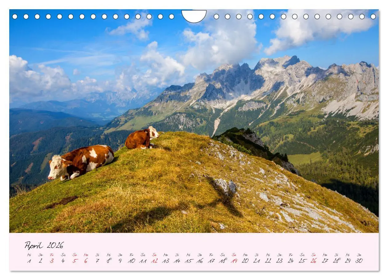 Bild: 9783457270479 | Friedliche Kühe (Wandkalender 2026 DIN A4 quer), CALVENDO...