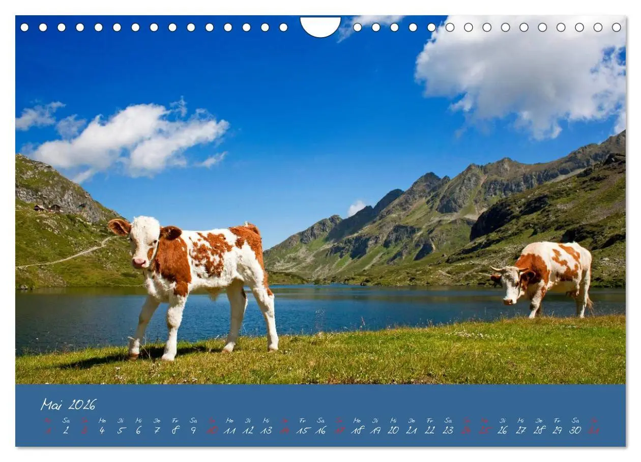 Bild: 9783457270479 | Friedliche Kühe (Wandkalender 2026 DIN A4 quer), CALVENDO...