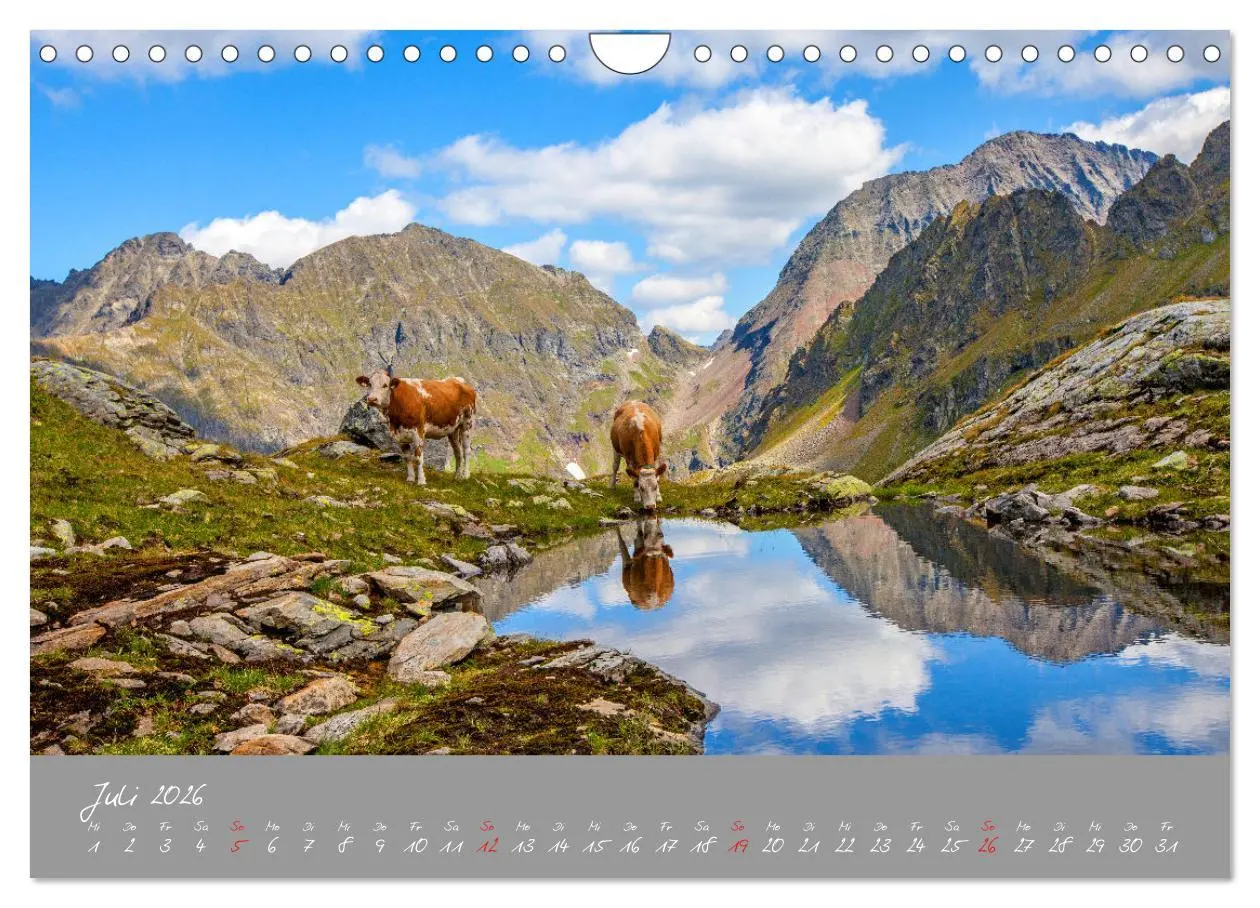 Bild: 9783457270479 | Friedliche Kühe (Wandkalender 2026 DIN A4 quer), CALVENDO...