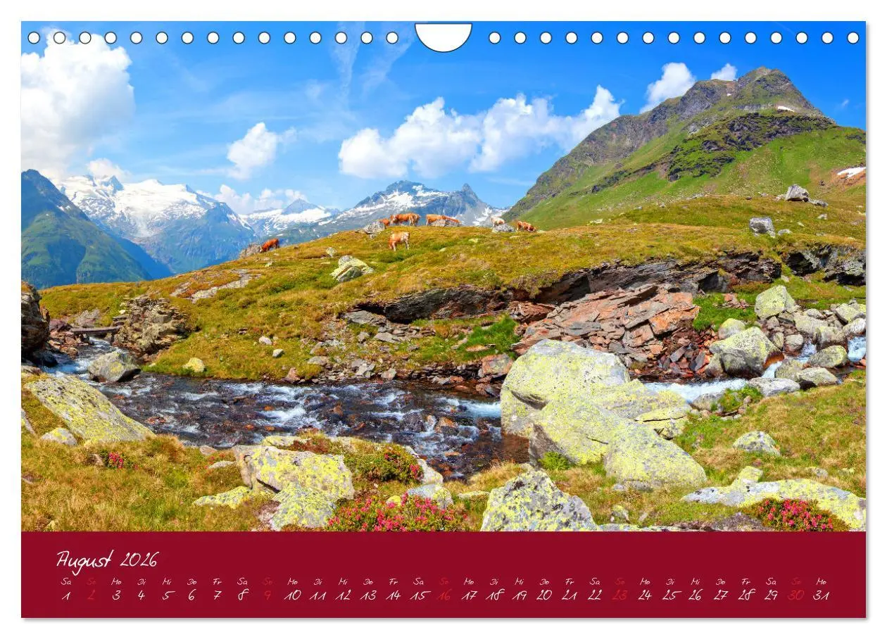 Bild: 9783457270479 | Friedliche Kühe (Wandkalender 2026 DIN A4 quer), CALVENDO...