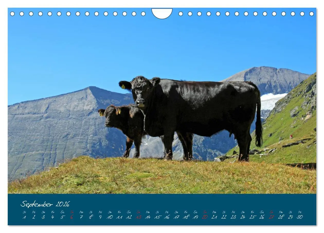 Bild: 9783457270479 | Friedliche Kühe (Wandkalender 2026 DIN A4 quer), CALVENDO...