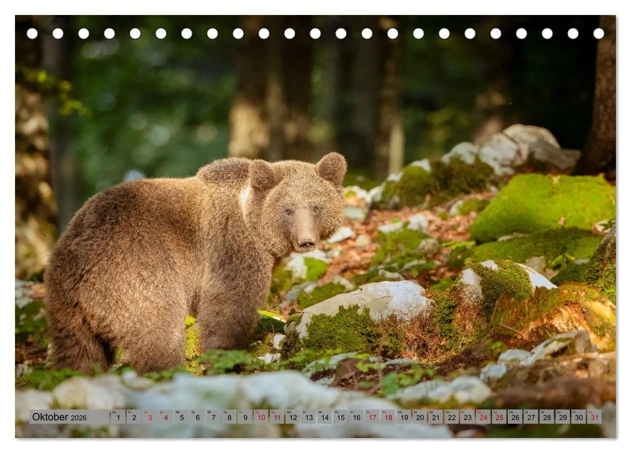 Bild: 9783457260579 | Krafttier Bär (Tischkalender 2026 DIN A5 quer), CALVENDO...