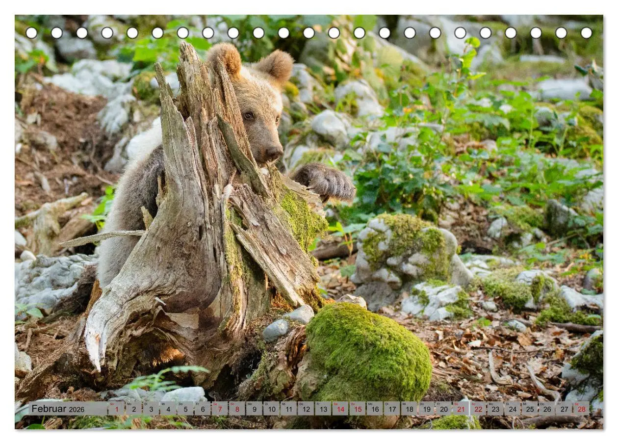 Bild: 9783457260579 | Krafttier Bär (Tischkalender 2026 DIN A5 quer), CALVENDO...