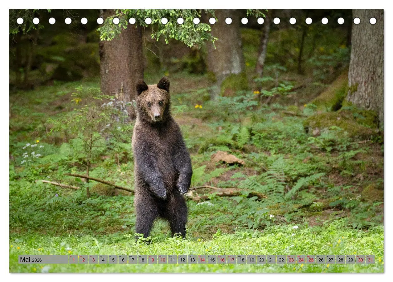 Bild: 9783457260579 | Krafttier Bär (Tischkalender 2026 DIN A5 quer), CALVENDO...