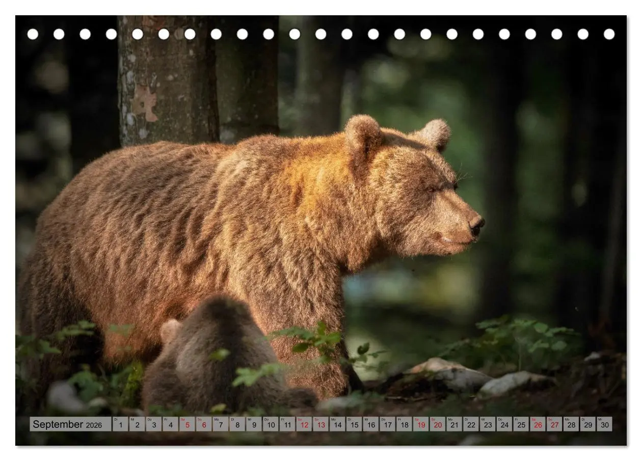 Bild: 9783457260579 | Krafttier Bär (Tischkalender 2026 DIN A5 quer), CALVENDO...
