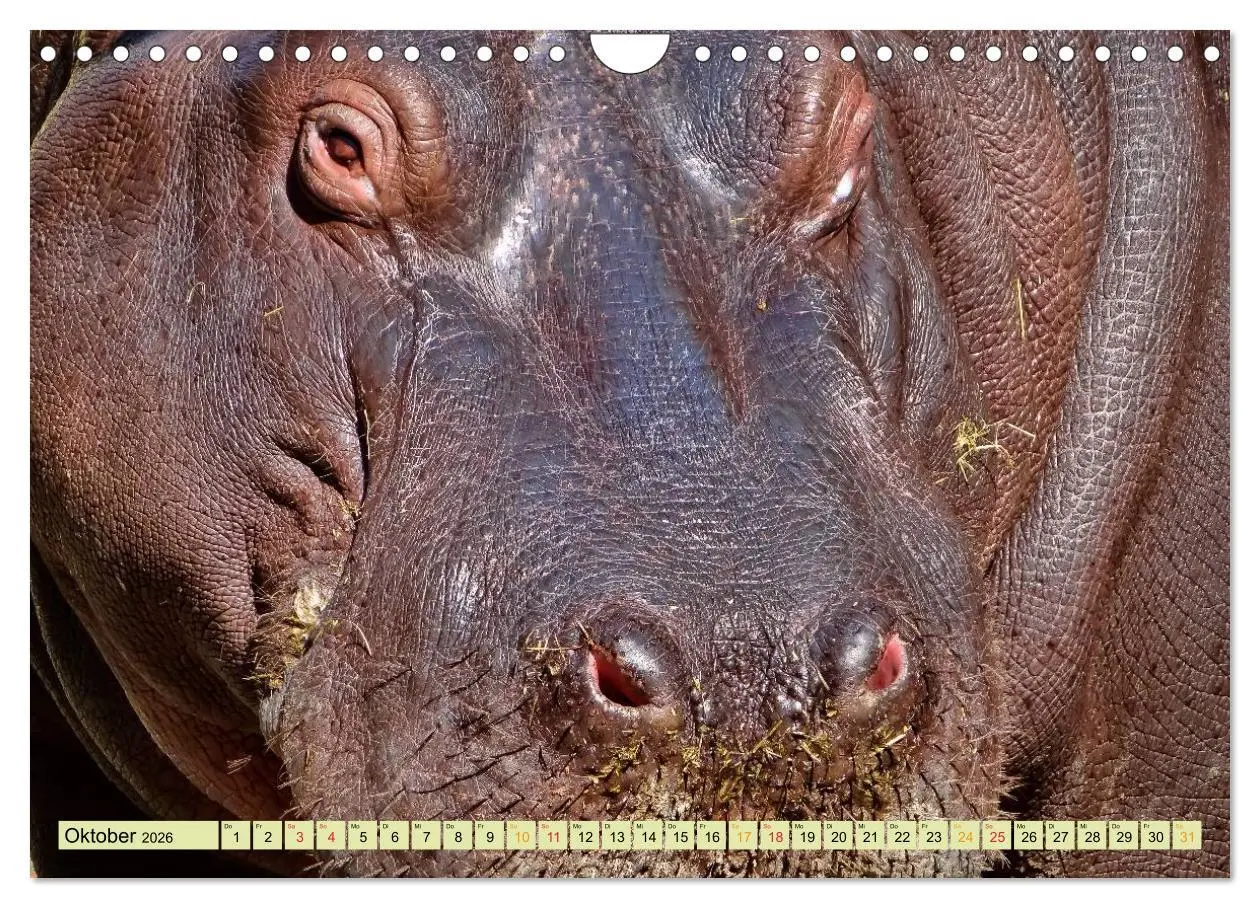Bild: 9783457950579 | Flusspferde - gemütlich gefährlich (Wandkalender 2026 DIN A4 quer),...