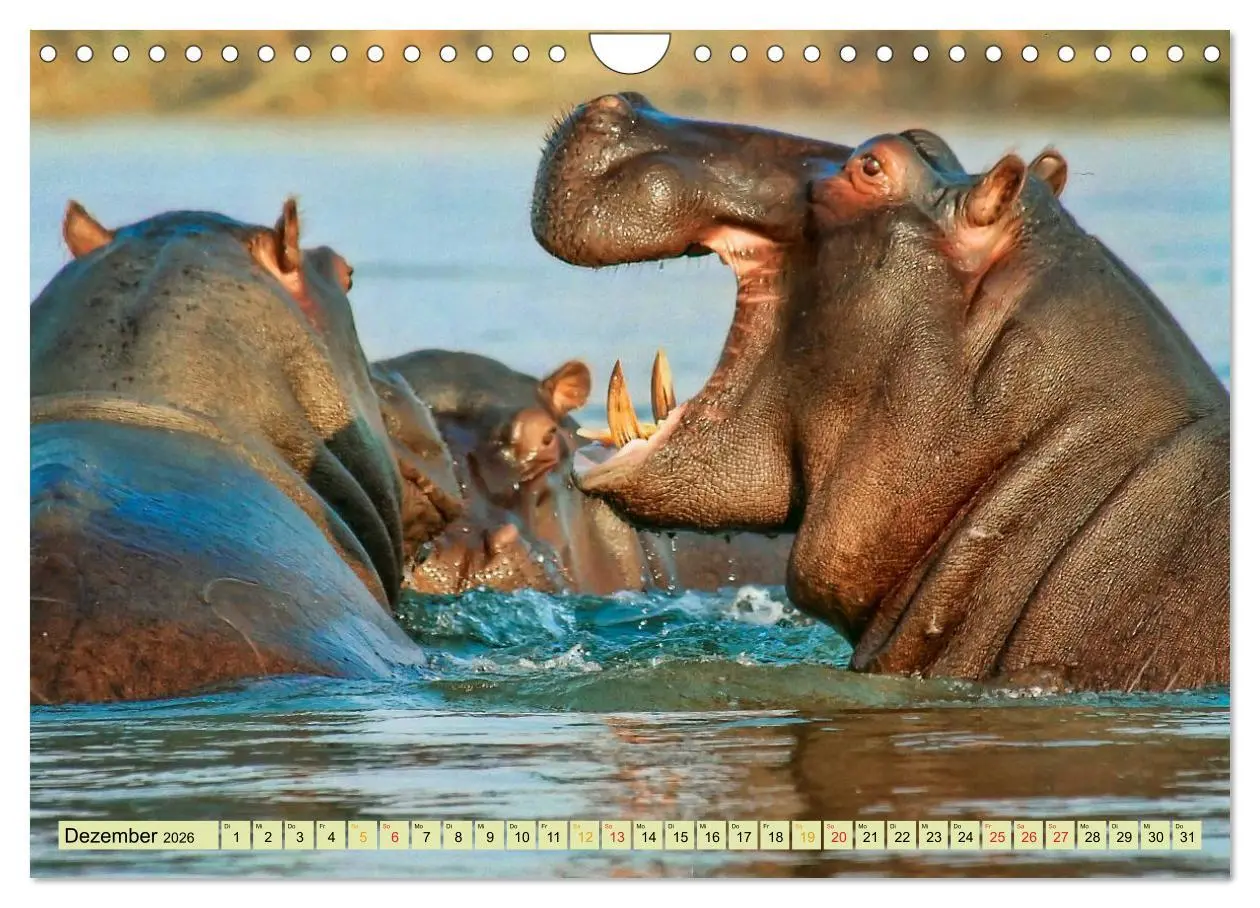 Bild: 9783457950579 | Flusspferde - gemütlich gefährlich (Wandkalender 2026 DIN A4 quer),...