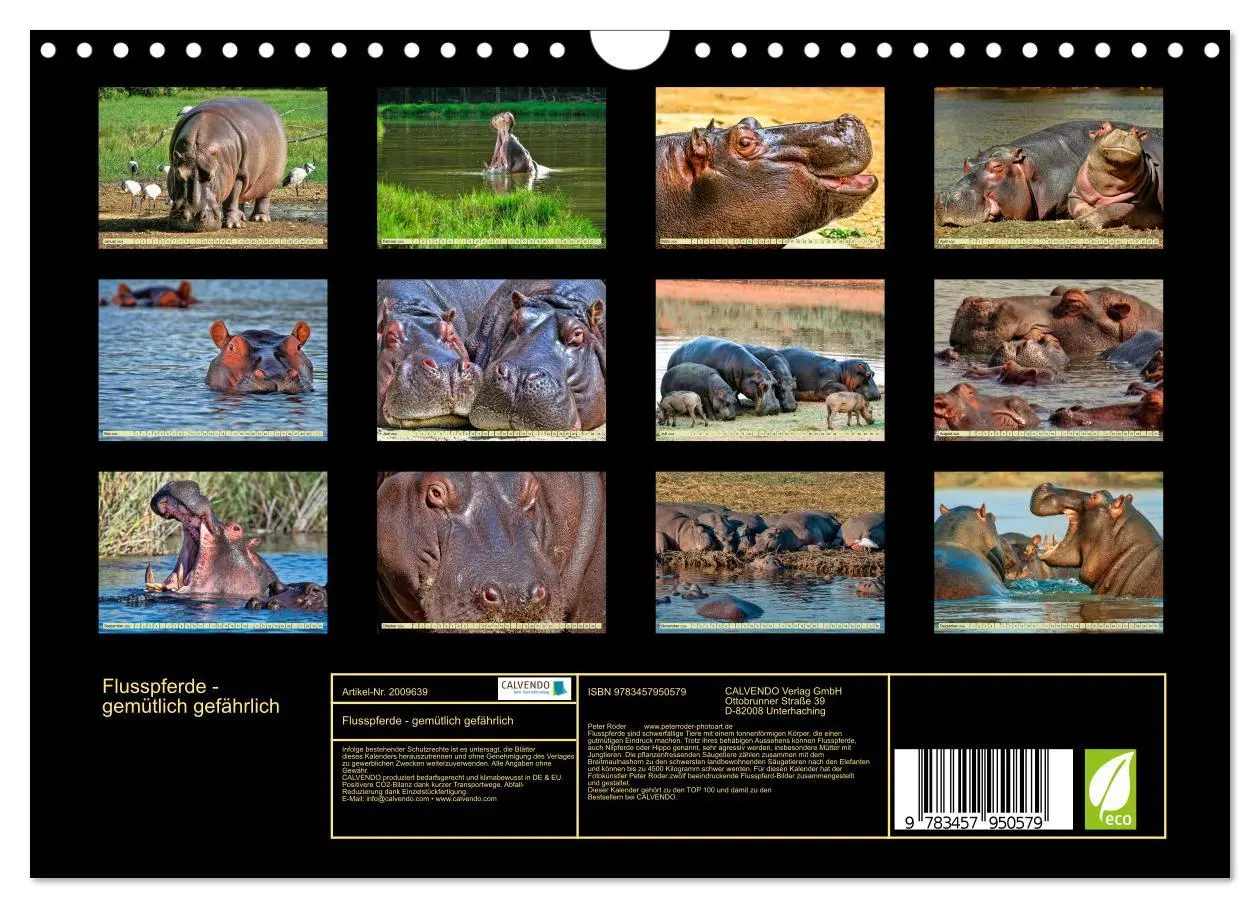 Bild: 9783457950579 | Flusspferde - gemütlich gefährlich (Wandkalender 2026 DIN A4 quer),...