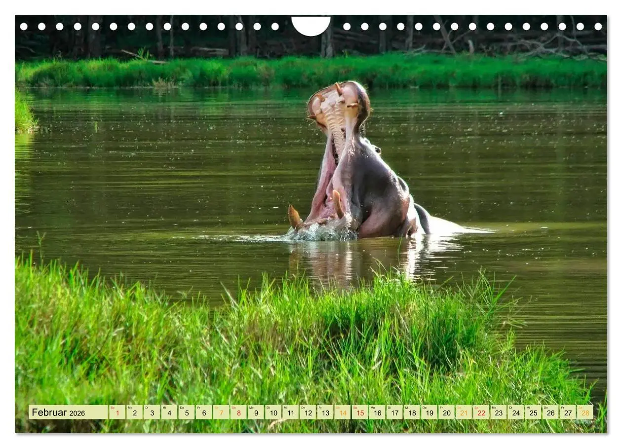 Bild: 9783457950579 | Flusspferde - gemütlich gefährlich (Wandkalender 2026 DIN A4 quer),...