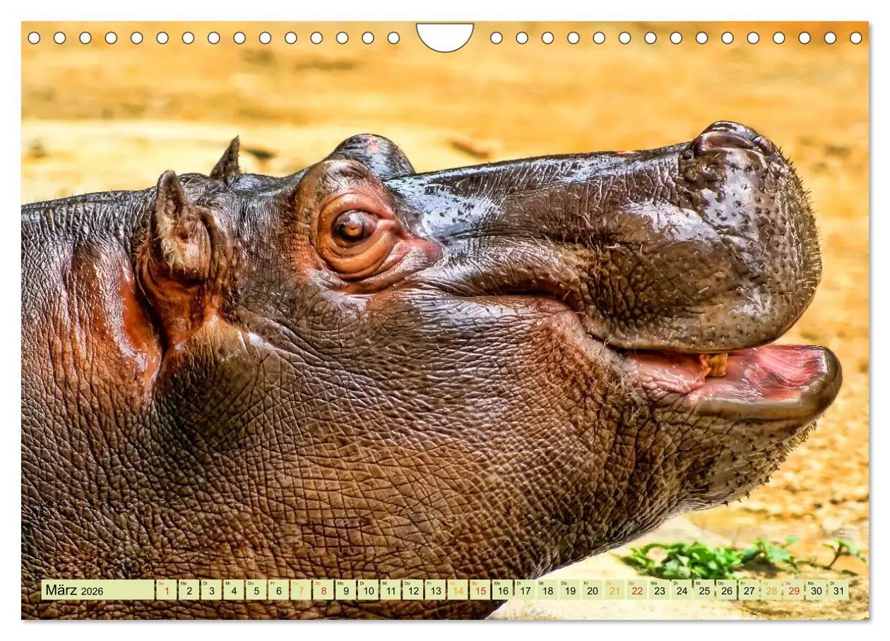 Bild: 9783457950579 | Flusspferde - gemütlich gefährlich (Wandkalender 2026 DIN A4 quer),...