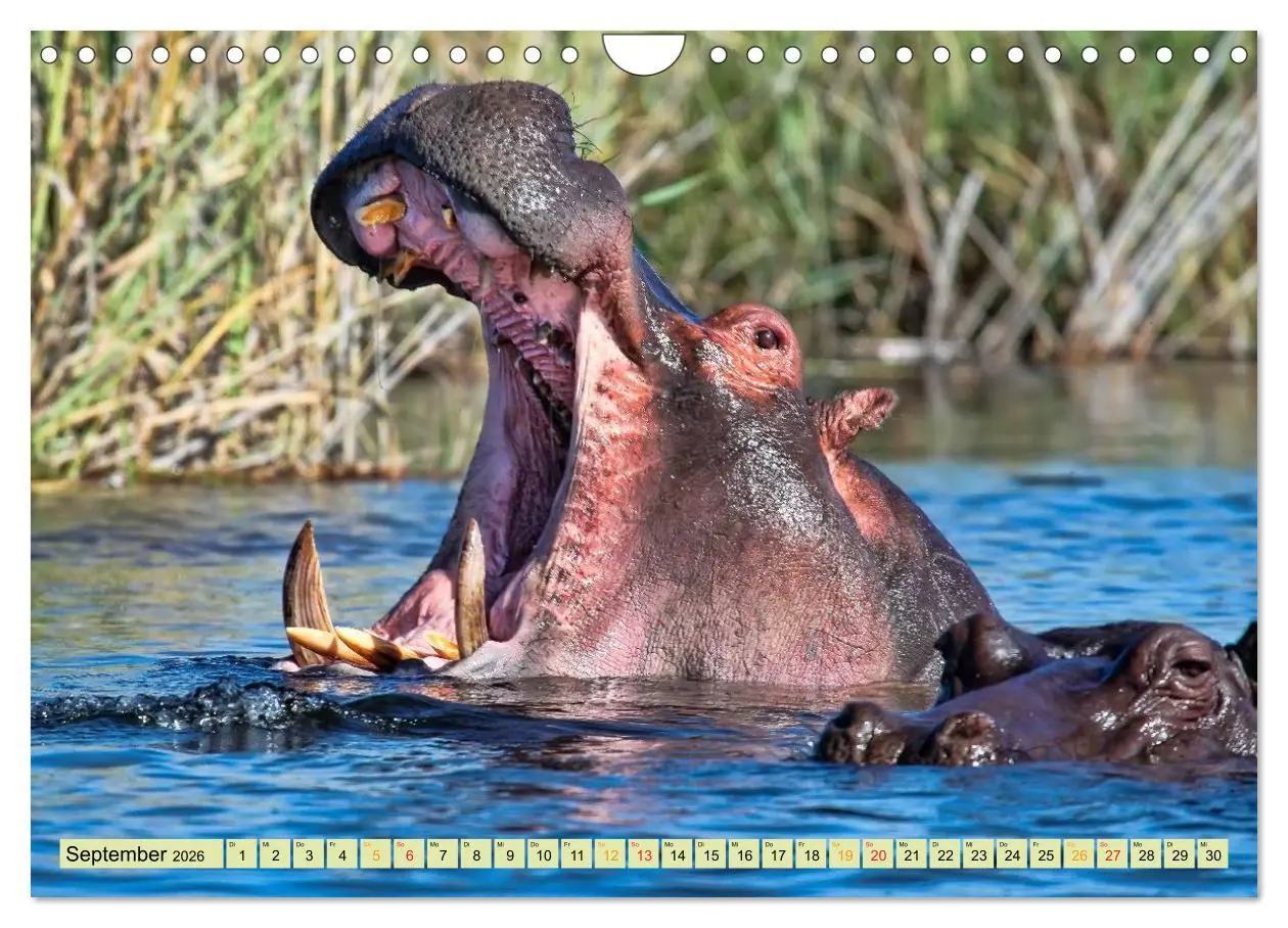 Bild: 9783457950579 | Flusspferde - gemütlich gefährlich (Wandkalender 2026 DIN A4 quer),...