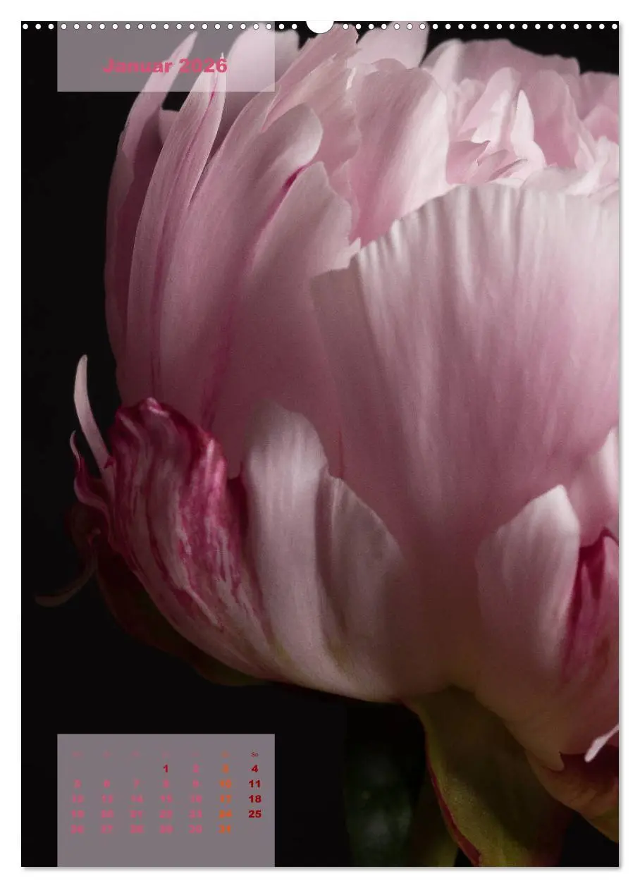 Bild: 9783516420579 | Die Königin der Rosen (hochwertiger Premium Wandkalender 2026 DIN...
