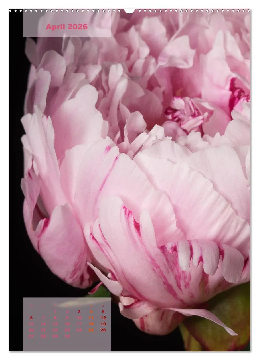 Bild: 9783516420579 | Die Königin der Rosen (hochwertiger Premium Wandkalender 2026 DIN...