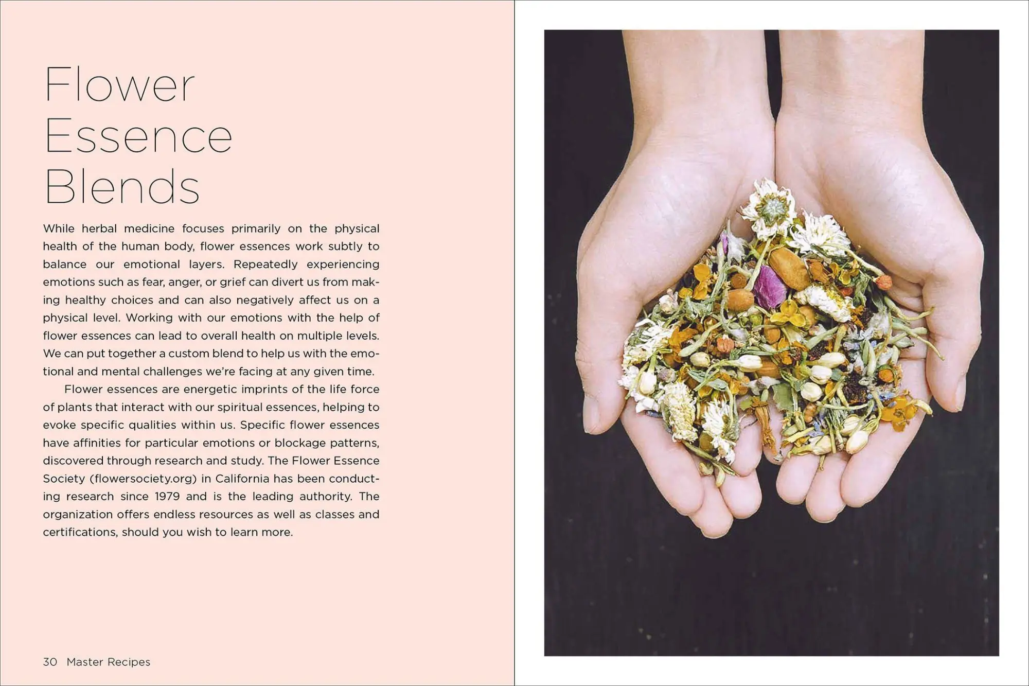 Bild: 9781643260679 | Medicinal Herbs for Family Health and Wellness | Jj Pursell | Buch