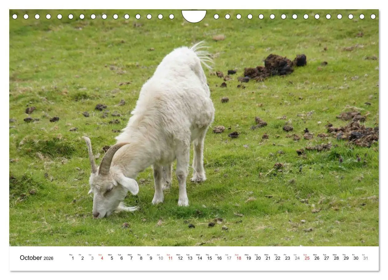 Bild: 9783516580679 | Charming - Mystic Devon Dartmoor, South England (Wall Calendar 2026...
