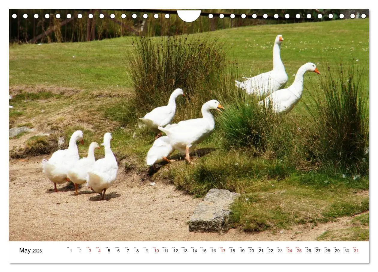 Bild: 9783516580679 | Charming - Mystic Devon Dartmoor, South England (Wall Calendar 2026...