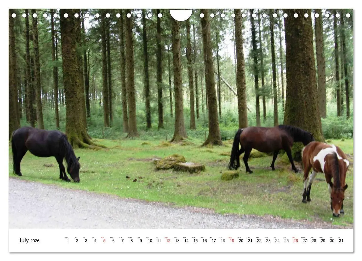 Bild: 9783516580679 | Charming - Mystic Devon Dartmoor, South England (Wall Calendar 2026...