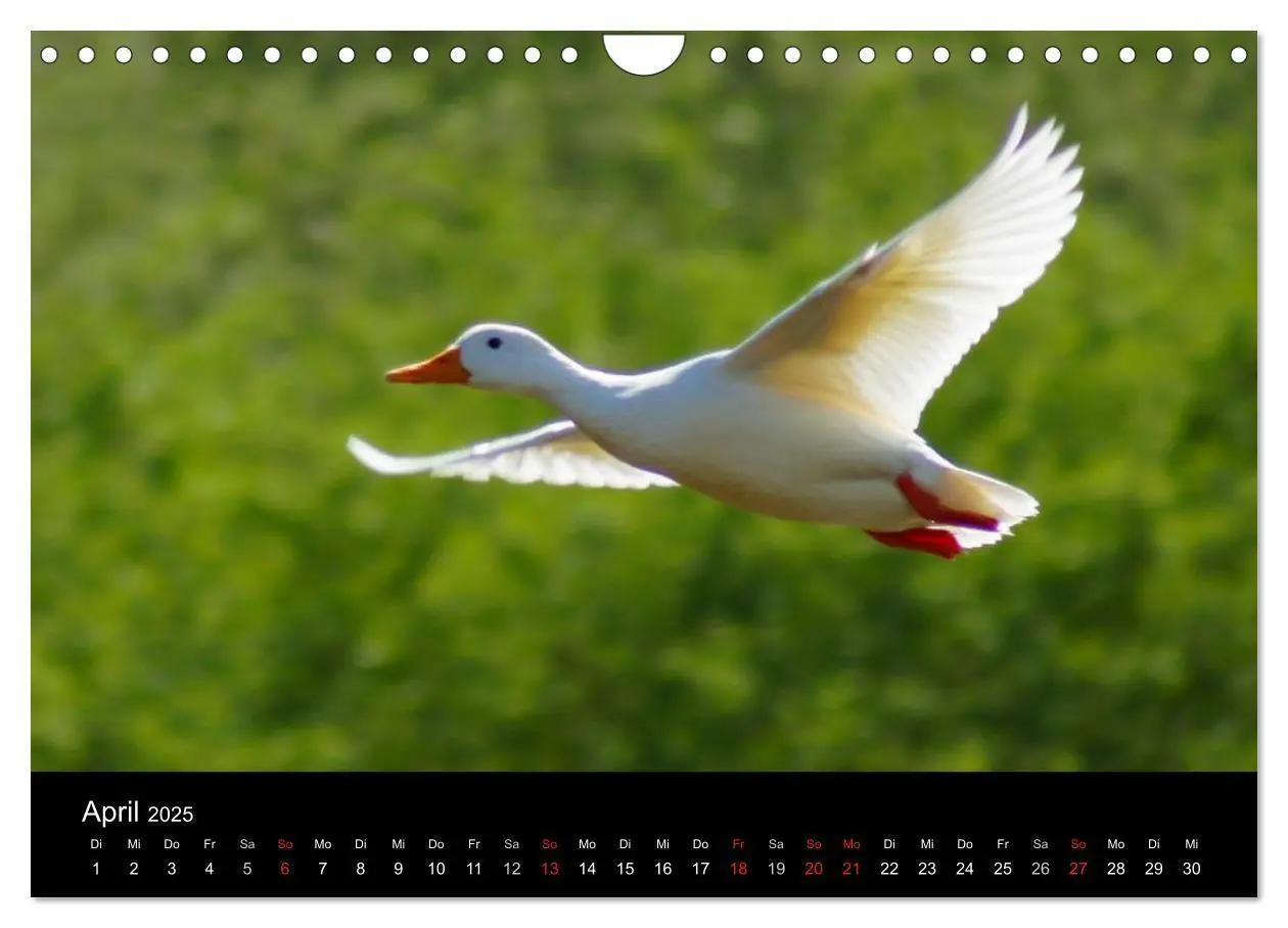 Bild: 9783435840779 | Das Leben der Enten (Wandkalender 2025 DIN A4 quer), CALVENDO...