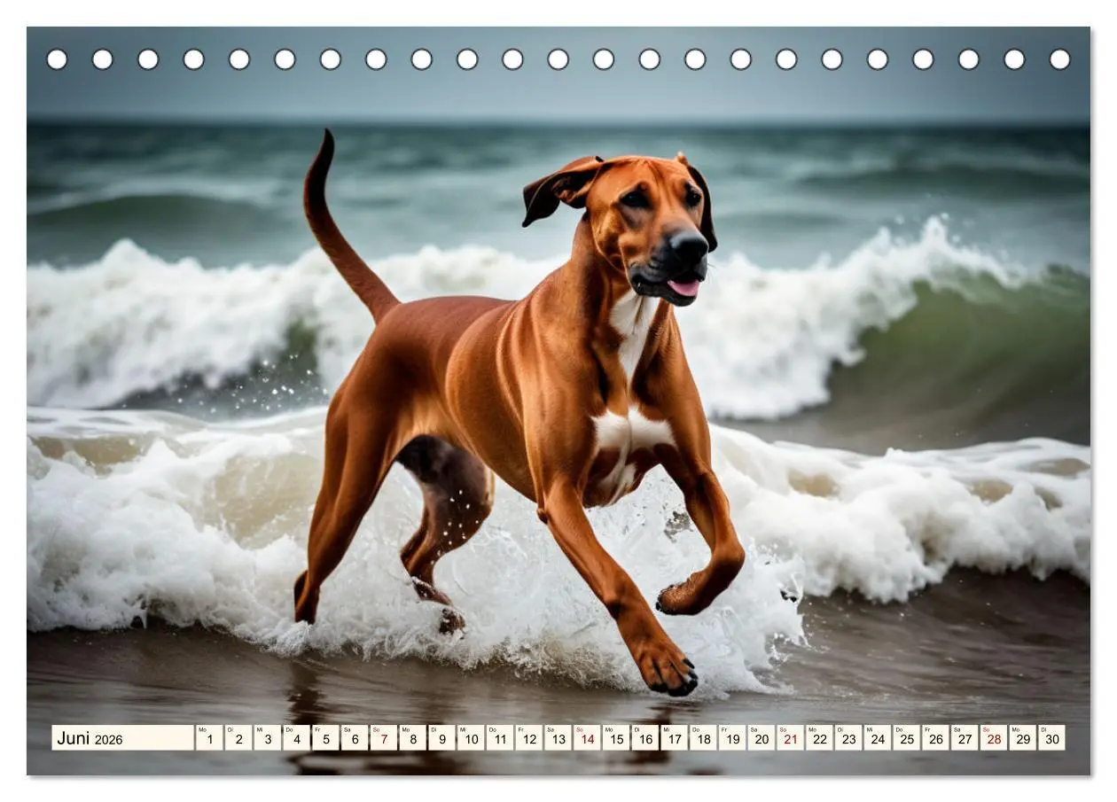 Bild: 9783457390979 | Rhodesian Ridgeback - Athlet mit Rückenkamm (Tischkalender 2026 DIN...
