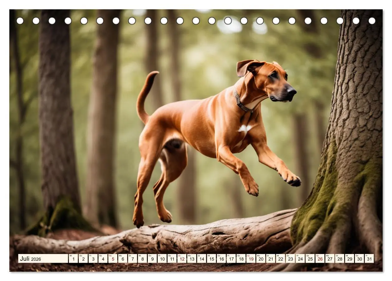 Bild: 9783457390979 | Rhodesian Ridgeback - Athlet mit Rückenkamm (Tischkalender 2026 DIN...