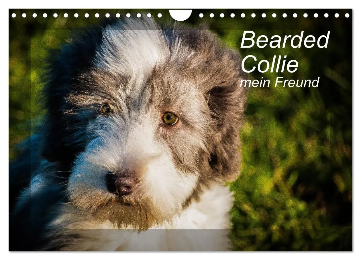 Cover: 9783457840979 | Bearded Collie, mein Freund (Wandkalender 2026 DIN A4 quer),...