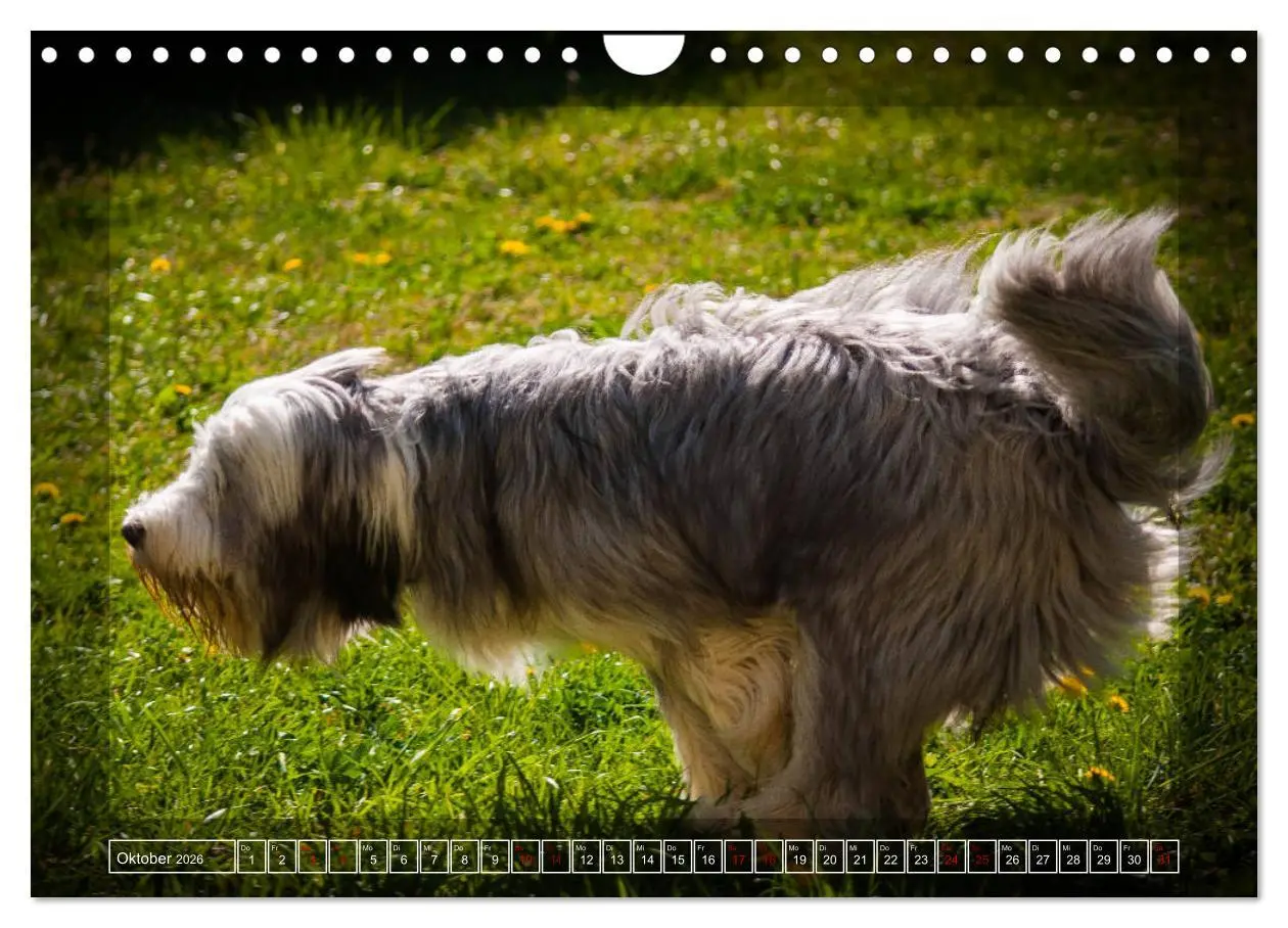 Bild: 9783457840979 | Bearded Collie, mein Freund (Wandkalender 2026 DIN A4 quer),...
