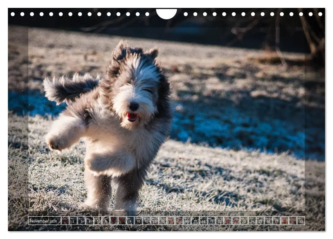 Bild: 9783457840979 | Bearded Collie, mein Freund (Wandkalender 2026 DIN A4 quer),...
