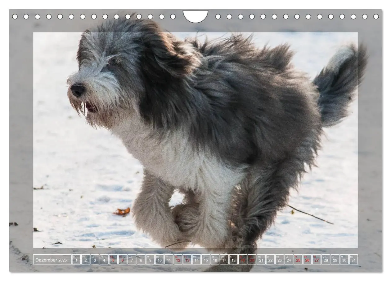 Bild: 9783457840979 | Bearded Collie, mein Freund (Wandkalender 2026 DIN A4 quer),...