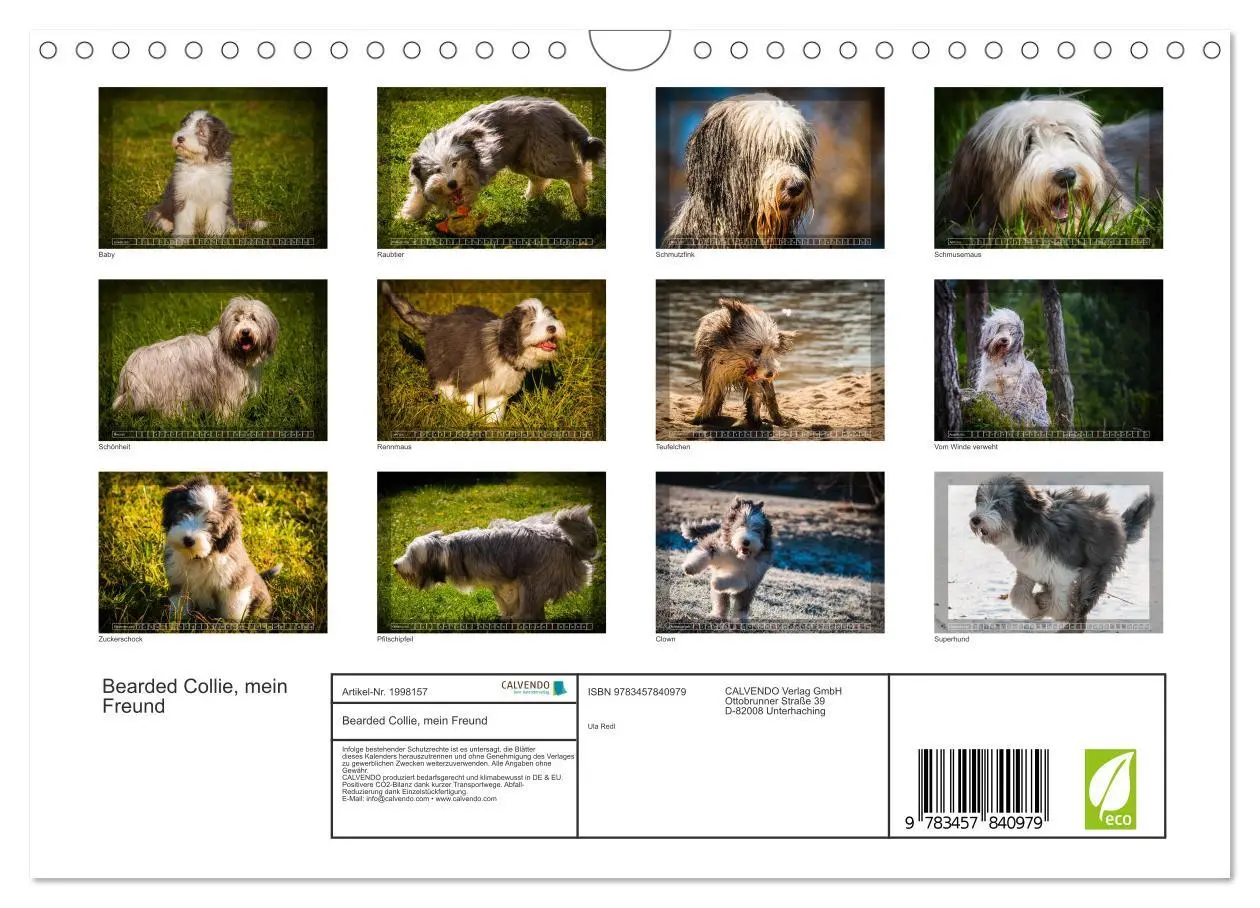 Bild: 9783457840979 | Bearded Collie, mein Freund (Wandkalender 2026 DIN A4 quer),...