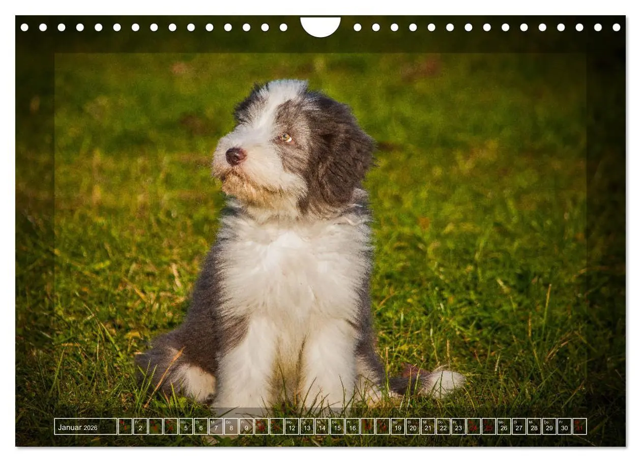Bild: 9783457840979 | Bearded Collie, mein Freund (Wandkalender 2026 DIN A4 quer),...