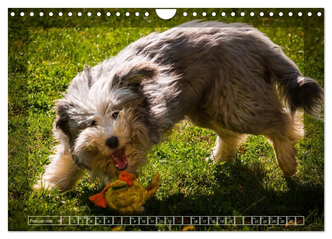 Bild: 9783457840979 | Bearded Collie, mein Freund (Wandkalender 2026 DIN A4 quer),...